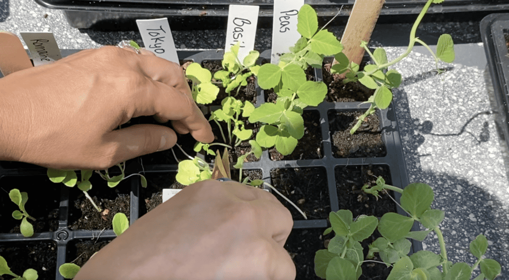 thinning seedlings